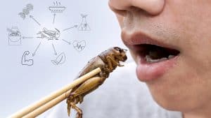 Man eating edible insects with chopsticks showing insects as a sustainable protein food source