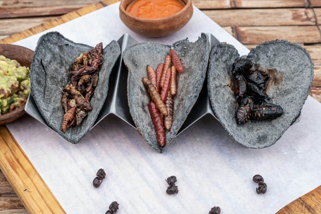 Gourmet tacos with edible insects served in a modern restaurant setting
