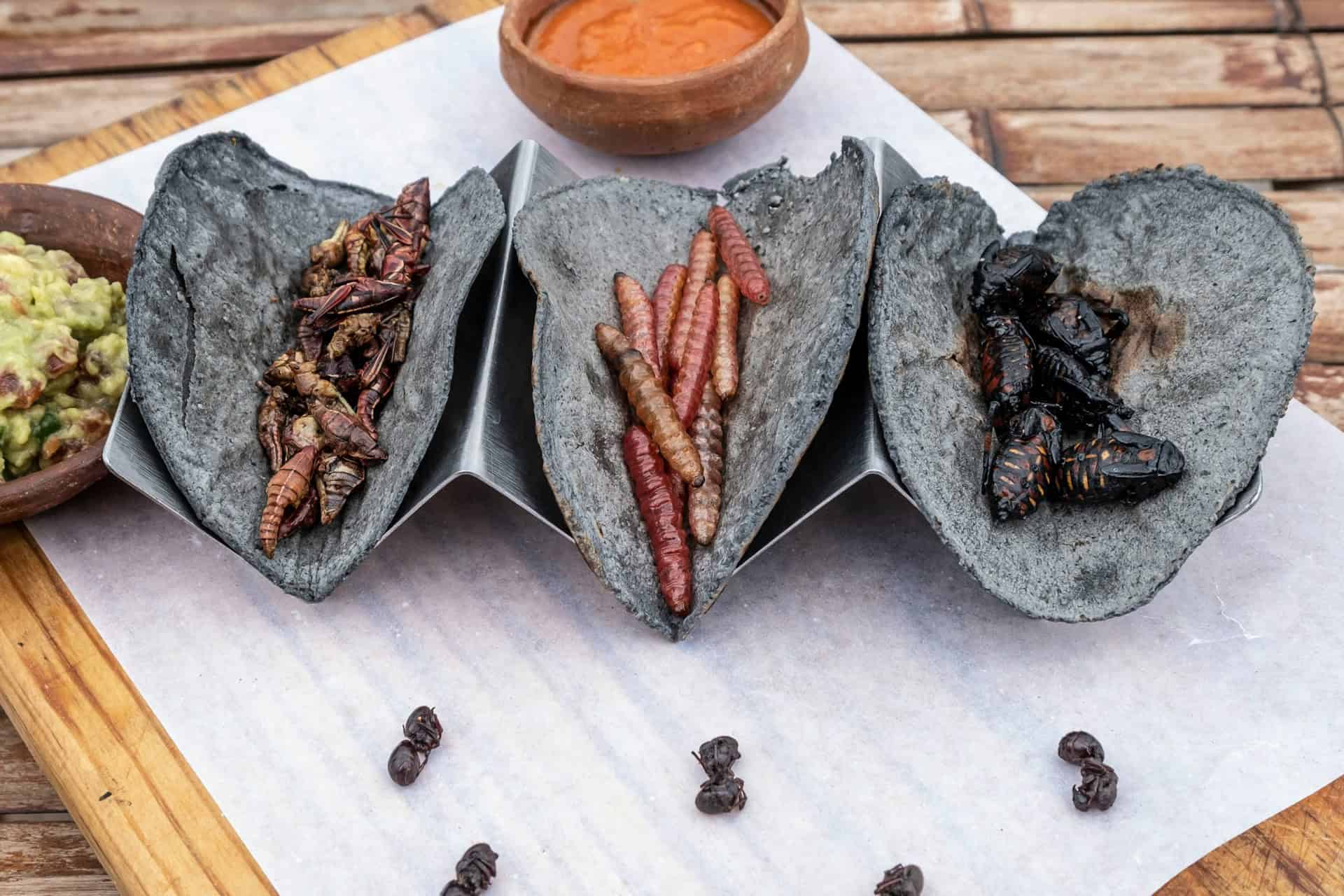 Eating insect protein as a sustainable food source